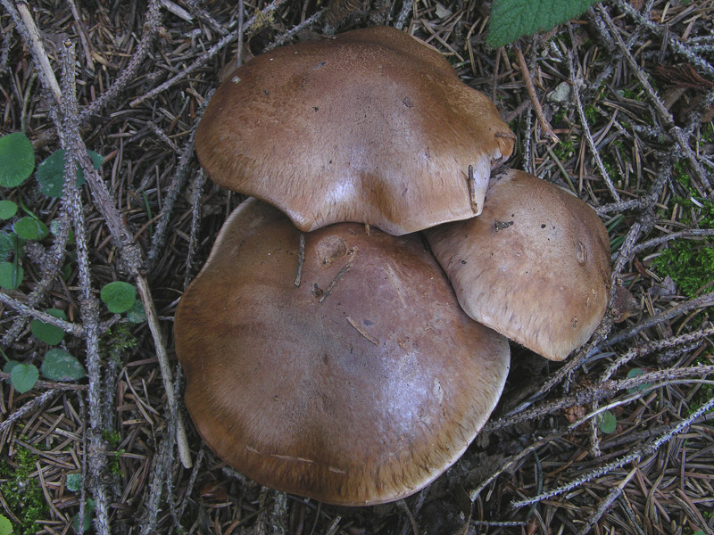 Cortinarius da determinare n�1.